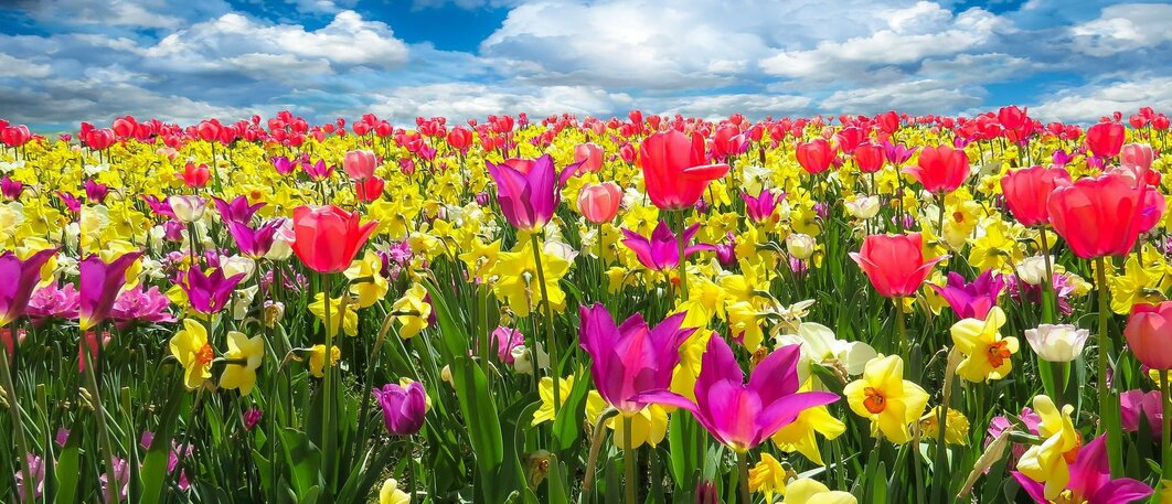 30% off Spring Bulbs!