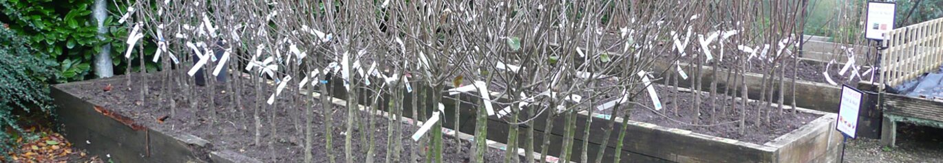 Bare Root Trees, Shrubs & Hedging