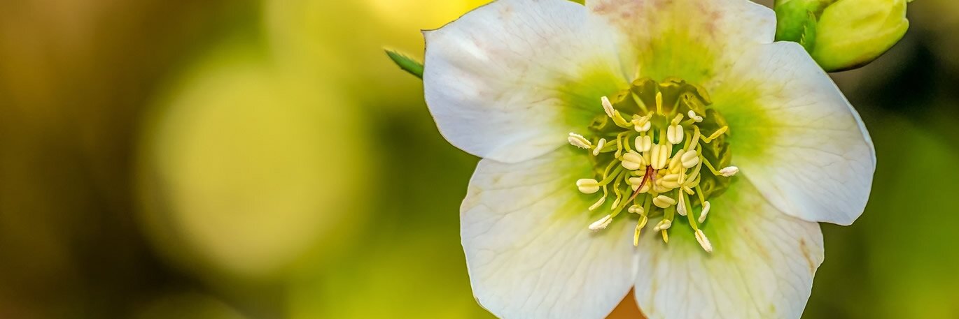 Brighten winter beds & pots