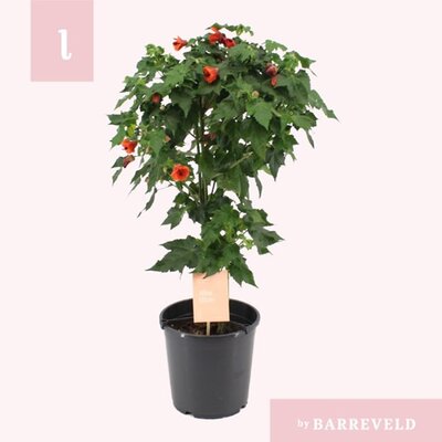 Abutilon 'Red Trumpet' standard -