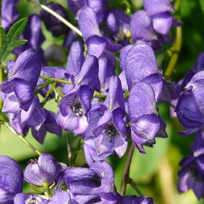 Aconitum 'Arendsii' - Image by Hans from Pixabay