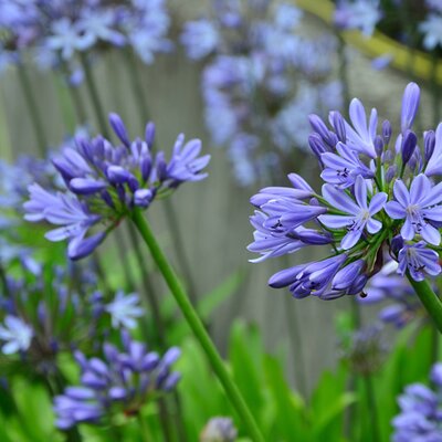 Agapanthus afr. Sunfield - Image by congerdesign from Pixabay