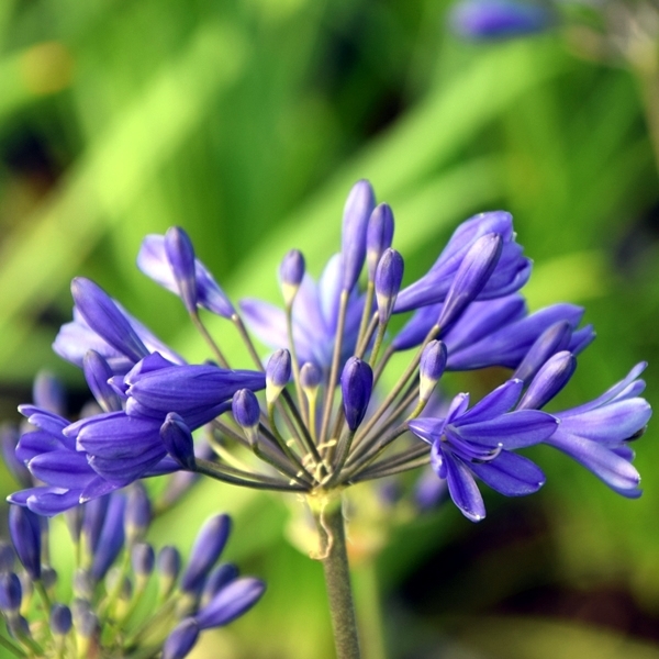 Agapanthus Brilliant Blue L Pot Ardcarne Garden Centre