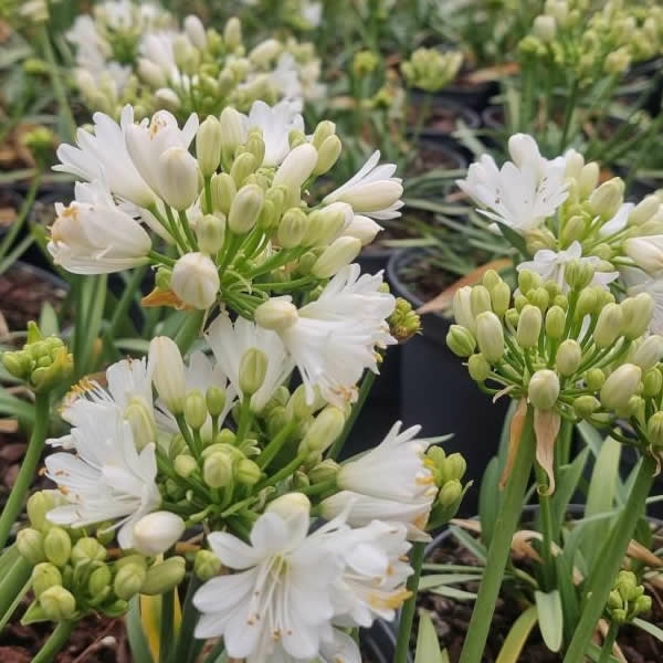 Agapanthus Double Diamond L Pot Ardcarne Garden Centre