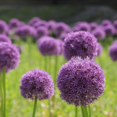 Allium 'Ambassador' - Image by HeungSoon from Pixabay