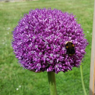 Allium