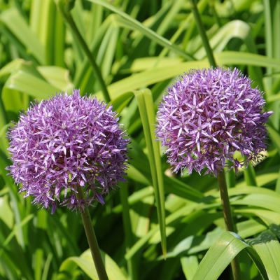 Allium 'Summer Beauty' - Photo by alexandermenzen1 from PxHere