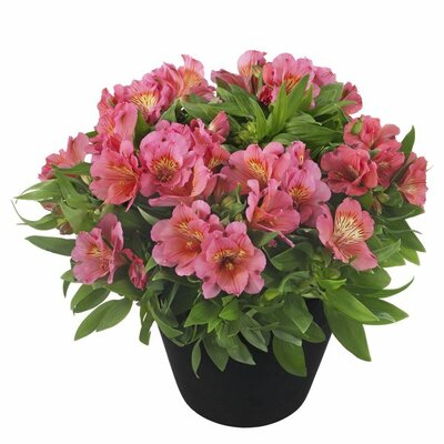 Alstroemeria 'Inticancha Malaga' - Image courtesy of HilverdaFlorist