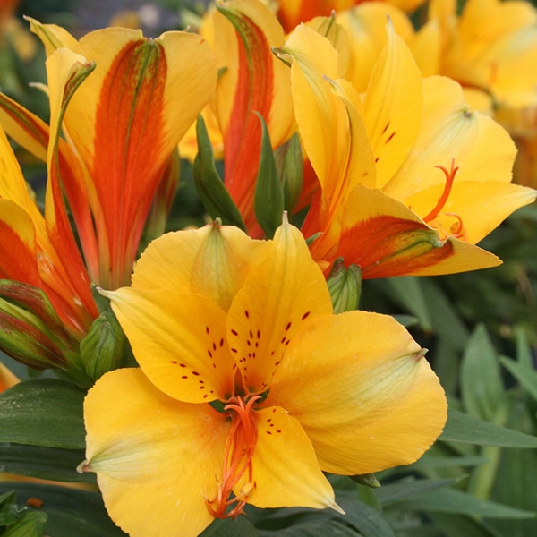 Alstroemeria Lisa L Pot Ardcarne Garden Centre Roscommon Boyle