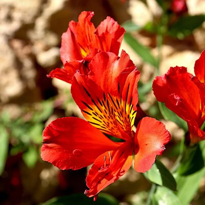 Alstroemeria 'Summer Pepper' - Image by Jacques GAIMARD from Pixabay