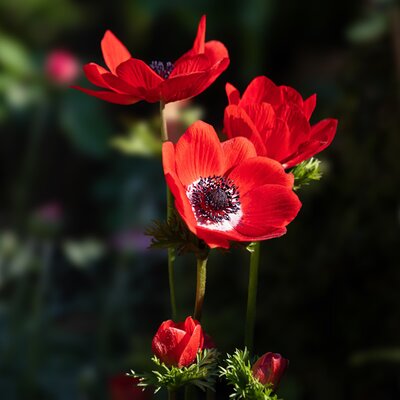 Anemone 'Harmony Scarlet' - Image by minka2507 from Pixabay