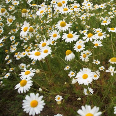 Anthemis cupaniana - Image by ivabalk from Pixabay