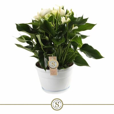 Anthurium 'White Champion'® - Image courtesy of Pannebakker