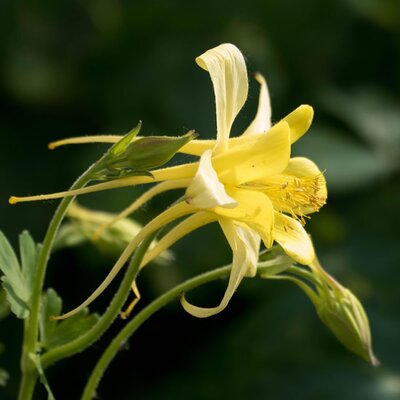 Aquilegia 'Spring Magic Yellow' - Image by Trig Golden from Pixabay