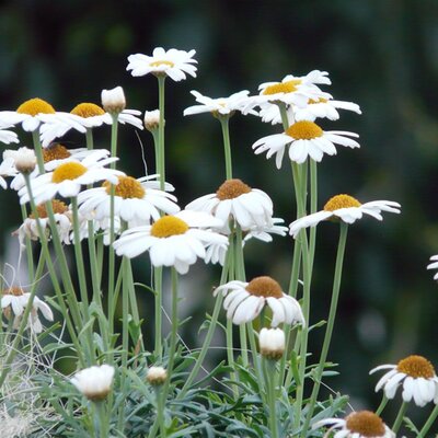 Argyranthemum 'So Sweet' - Image by Hans from Pixabay