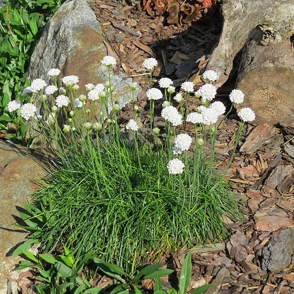 Armeria Maritima Abbey White Litre Pot Ardcarne Garden Centre