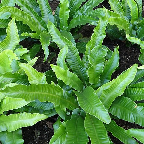 Asplenium Angustifolia L Pot Ardcarne Garden Centre Roscommon