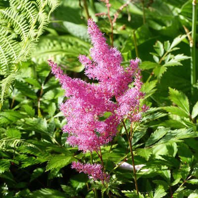 Astilbe 'Henry Noblett' - Image by Lena Svensson from Pixabay