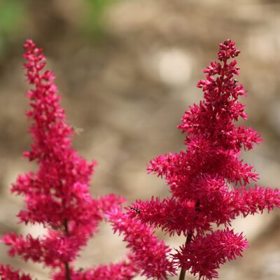 Astilbe 'Younique Ruby Red' - Image by Sonia Fiset from Pixabay