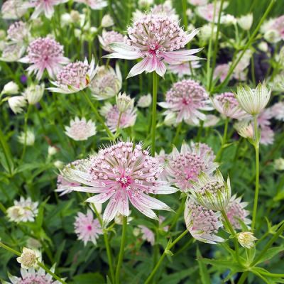 Astrantia “Florence” - Image by tlcdesignstudio from Pixabay