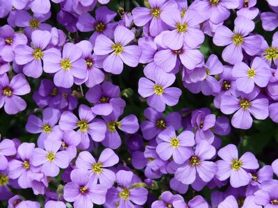 Aubrieta 'Audrey Mid Blue' - Image by Hans from Pixabay