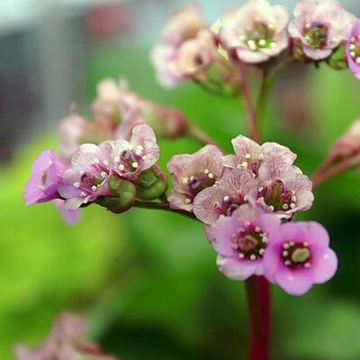 Bergenia 'Bressingham Ruby' - Photo by David J. Stang (CC BY-SA 4.0)
