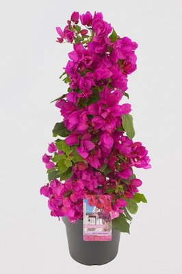 Bougainvillea 'Sanderiana' pyramid -