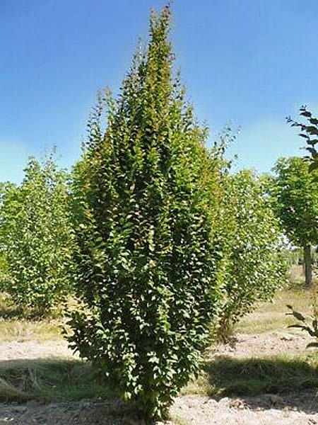 Carpinus Betulus Lucas Ardcarne Garden Centre Roscommon Boyle