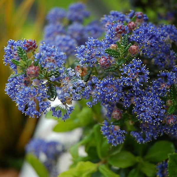 Ceanothus Pugets Blue Ardcarne Garden Centre Roscommon Boyle