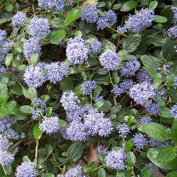 Ceanothus Repens 3L Pot Ardcarne Garden Centre Roscommon Boyle