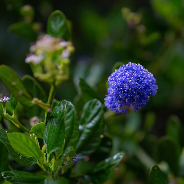 Ceanothus Victoria L Pot Ardcarne Garden Centre Roscommon Boyle