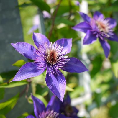 Clematis “Multi Blue” - Photo by Mad Ball (CC BY-SA 2.0)