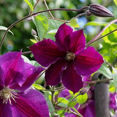 Clematis 'Star of India' - Public image here under fair use