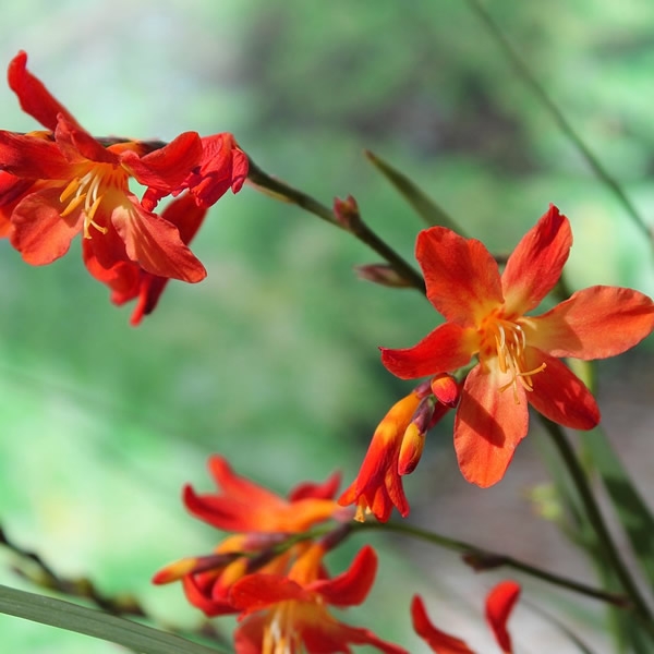 Crocosmia Carmine Brilliant L Pot Ardcarne Garden Centre