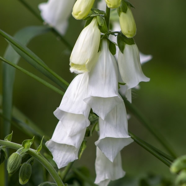 Digitalis Lucas White L Pot Ardcarne Garden Centre Roscommon