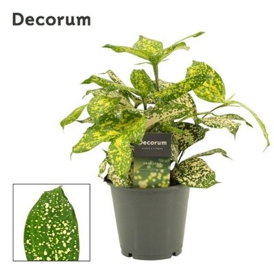 Dracaena 'Godsefiana Decorum' - Image courtesy of Plantline