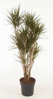 Dracaena marginata - Image courtesy if Pannebakker