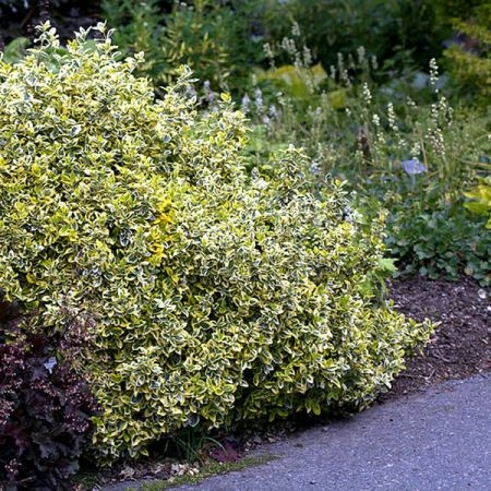 Euonymus Emerald N Gold L Pot Ardcarne Garden Centre