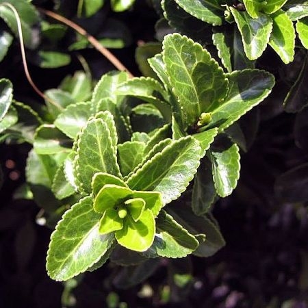 Euonymus Green Spire L Pot Ardcarne Garden Centre Roscommon