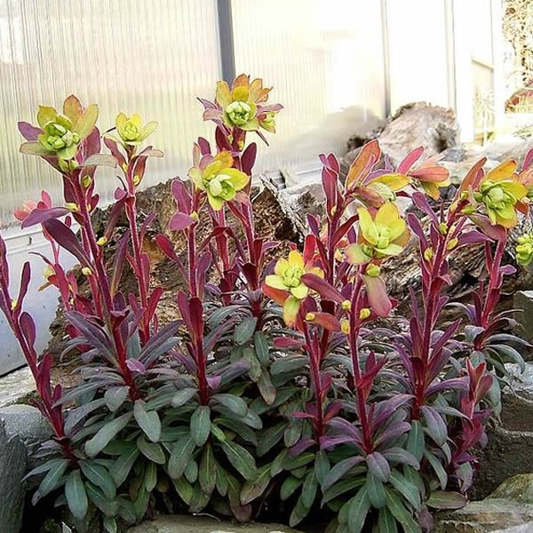 Euphorbia Purpurea L Pot Ardcarne Garden Centre Roscommon Boyle