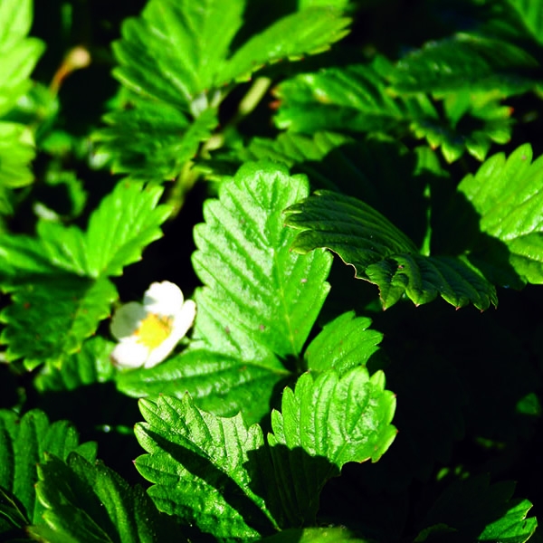 Fragaria Vesca Alexandra L Pot Ardcarne Garden Centre