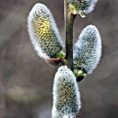 Goat Willow - Photo by Katarzyna Kawka (CC BY-SA 4.0)