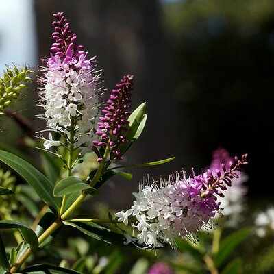 Hebe 'Nicolas Blush' - Image by Tatters (Cc BY-SA 2.0)