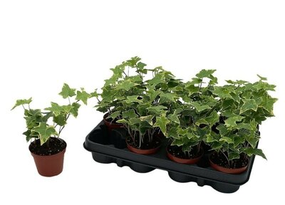 Hedera helix 'Goldchild' - Image courtesy if Pannebakker