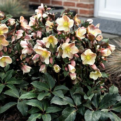 Helleborus Snow Rose 'Camelot' ® - Image courtesy of hellebores.de