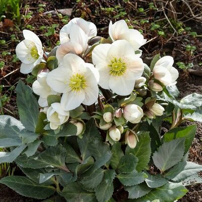 Helleborus Snow Rose 'Frosty' ® - Image courtesy of hellebores.de