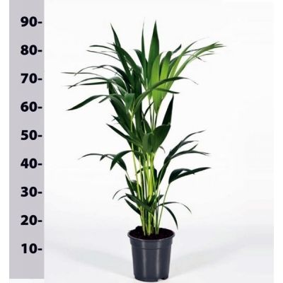 Howea forsteriana - Image courtesy of Pannebakker