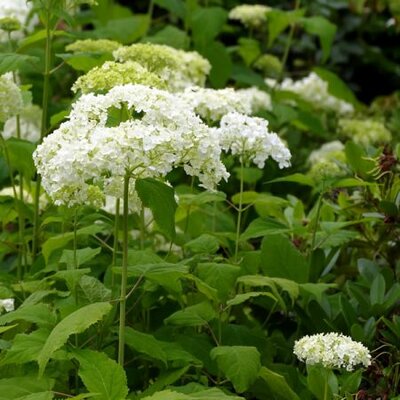 ydrangea - Annabelle - Image by Fran Dekkers from Pixabay