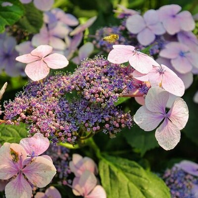 Hydrangea 'Hot Chocolate' -