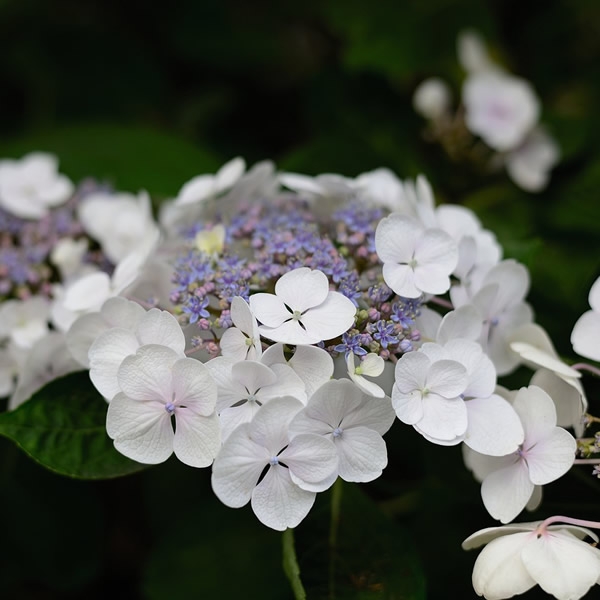 Hydrangea Bellevue 3L Pot Ardcarne Garden Centre Roscommon Boyle